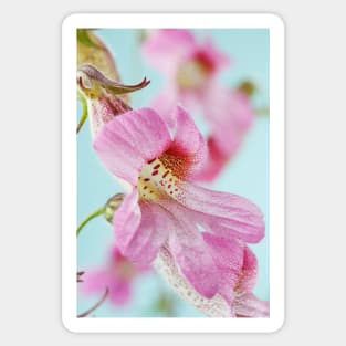 Rehmannia elata  AGM  Chinese foxglove Sticker